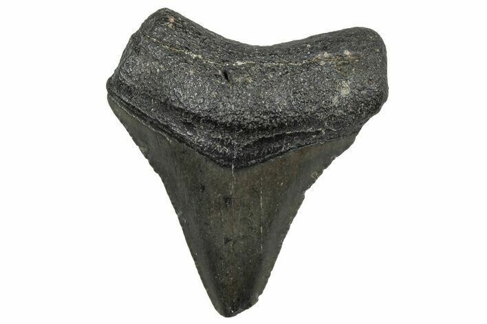 Juvenile Megalodon Tooth - South Carolina #298773